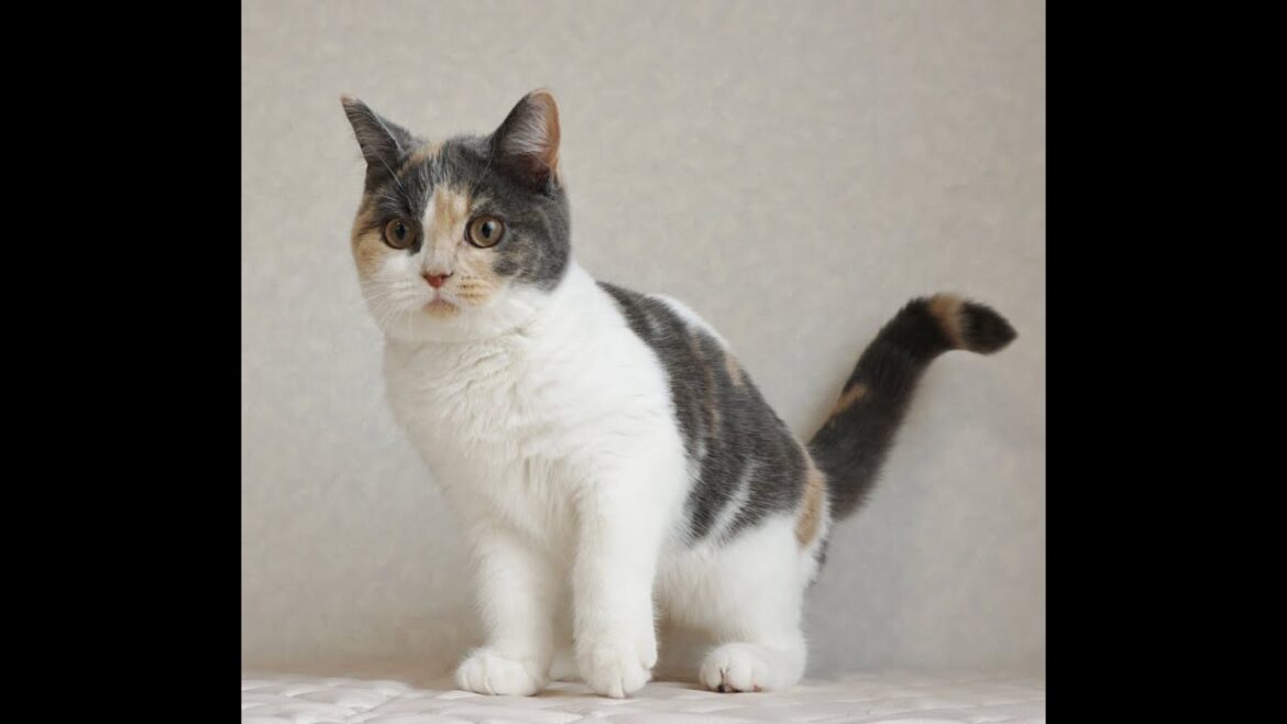 ブリティッシュショートヘアー子猫　British Shorthair　2024.11.11産まれ　ダイリュートキャリコ　パステル三毛　洋三毛猫　女の子　シーダキャット猫のお店
