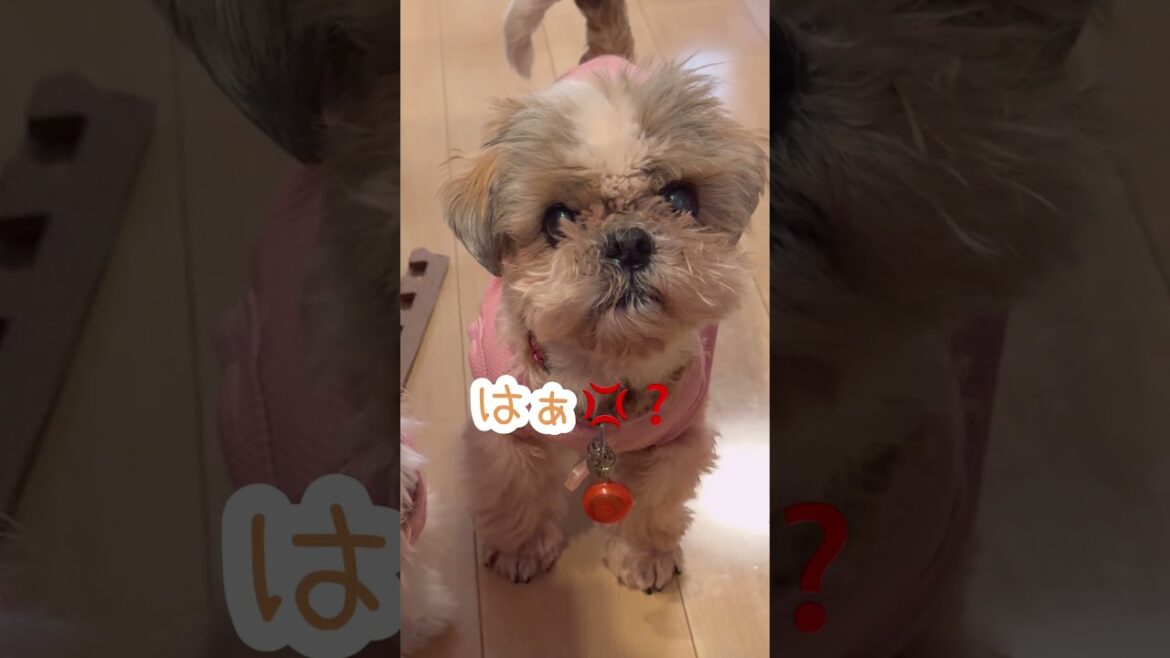 ちゃんと聞いてくれているの❓💢🐶#シーズー #いぬ #犬 #マルシーズー #わんこ #マルチーズ #イヌ