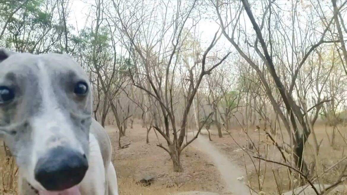 CAN'T BEAT MY DOG WITHOUT CHEATING
