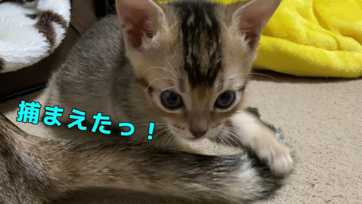子猫のいたずら！今日のおもちゃは母猫のしっぽです。