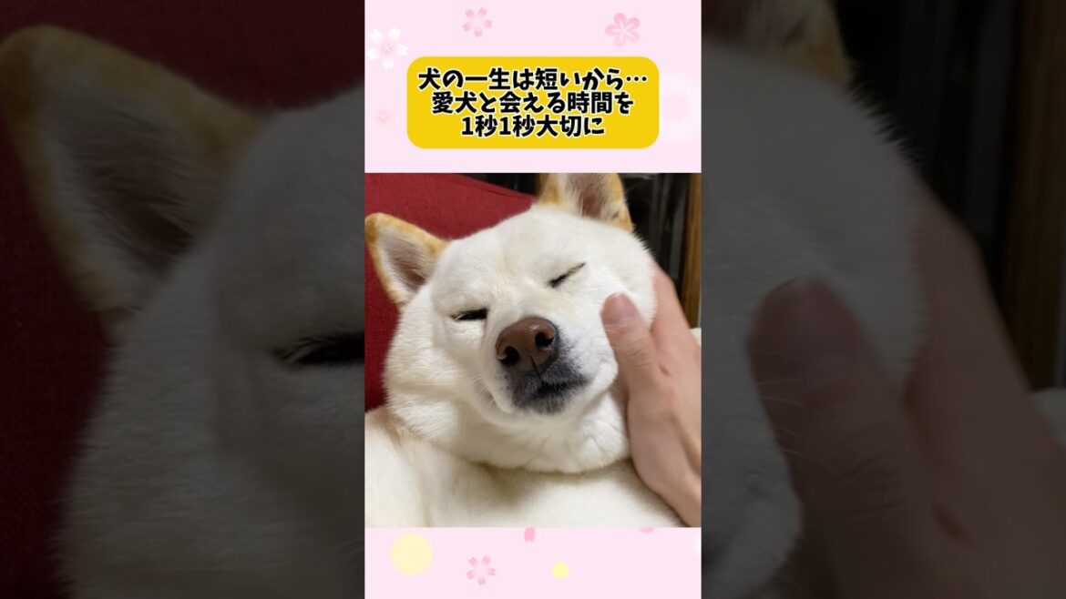 会える時間を大切に…。#shorts #柴犬 #犬 #dog