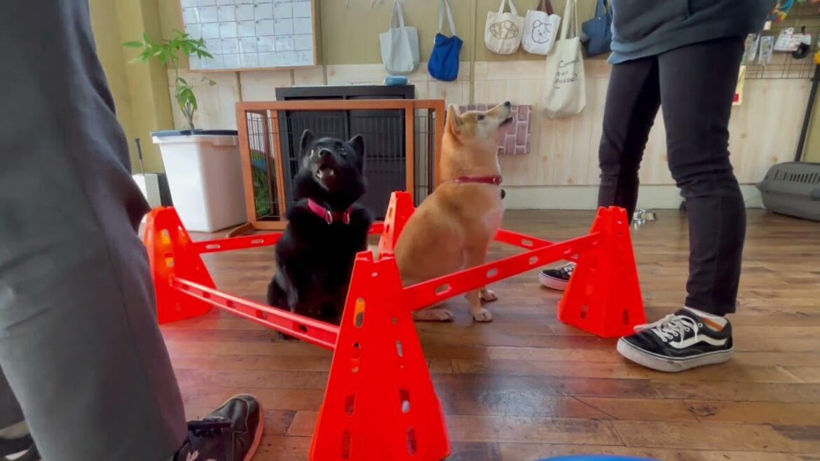 スキッパーキの”オセルくん”と”犬慣れ”の練習！