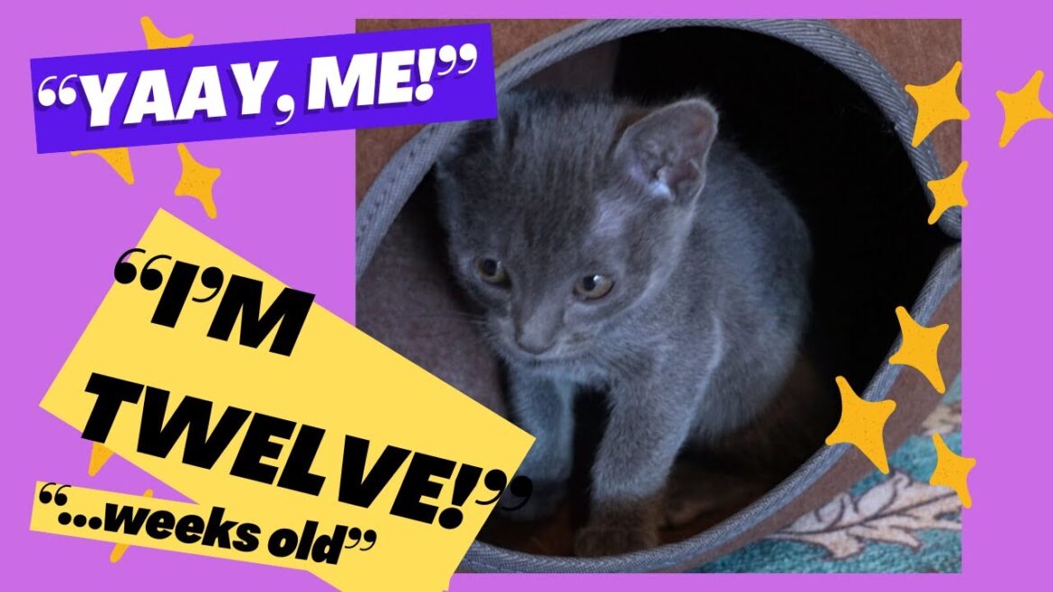 Stormy is 12 Weeks Old! Stormy is 12 Weeks Old!