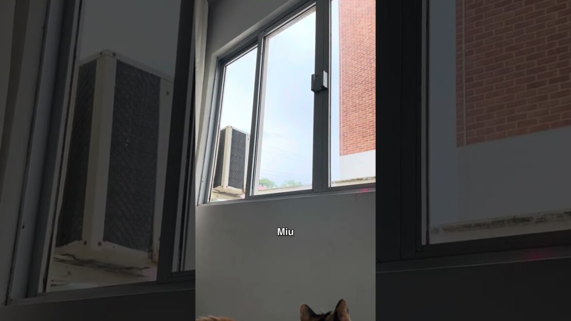 Flagrei Miu e Pretin! 😱 #shorts #gatos