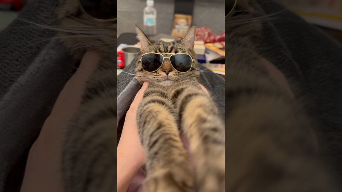 いなせすぎる猫が愛おしい...【め組のねこ】 #shorts #猫 #cat
