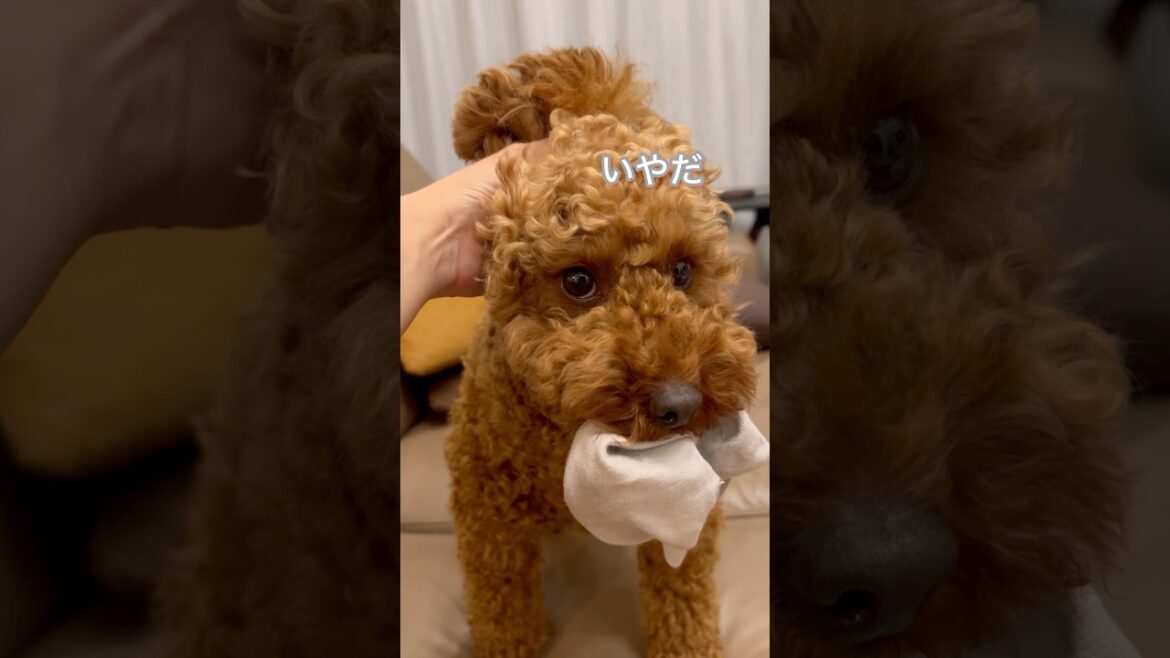 靴下を返してくれないイヌ　#トイプードル