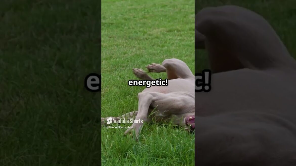 5 Amazing Facts About Weimarners🐶🔥 5 Amazing Facts About Weimarners🐶🔥