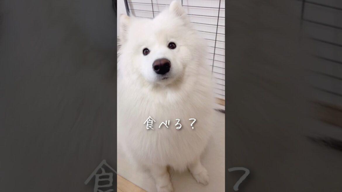 キッチン横にかわい子ちゃんが現れた！ #samoyed #サモエド #癒し