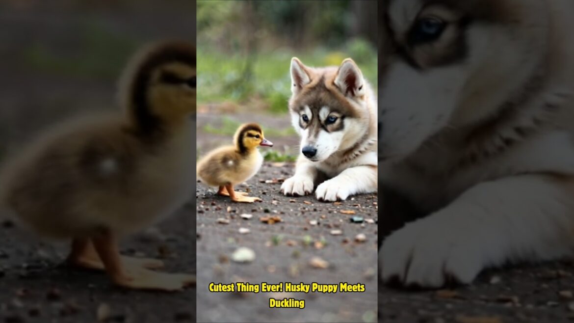 Tiny Friendship: Husky Puppy Meets Duckling for the First Time! #animals #dog