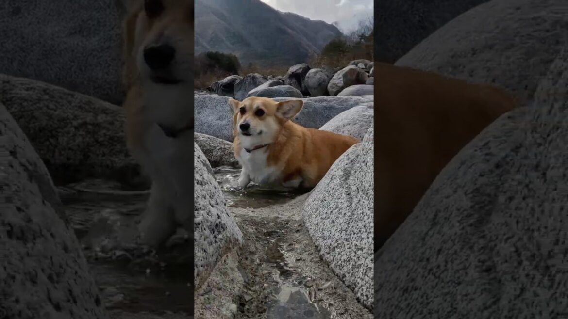 ブルブルの後に水に浸かるコーギー / After shaking itself, a corgi gets into the water. #コーギー #corgi #サクラ