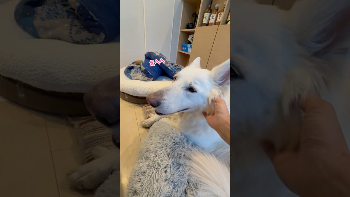 ママがイスに座る時は集合するシステムを採用してる大型犬【ホワイトシェパード】　#shorts