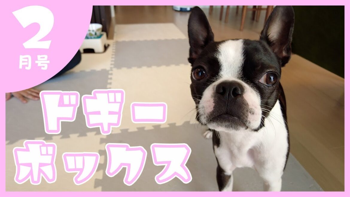 【ボストンテリア】Doggy Box 2月号(February)
