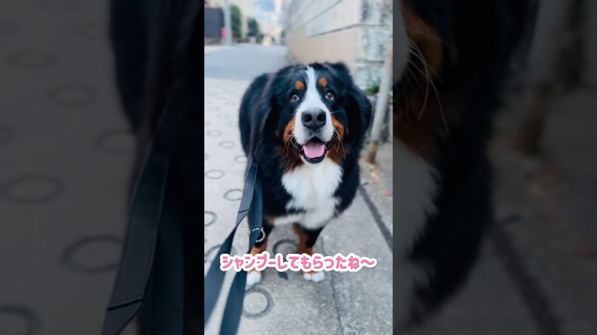 シャンプーしたらシッポがモフモフ‼️バーニーズの美容室DAY🐾