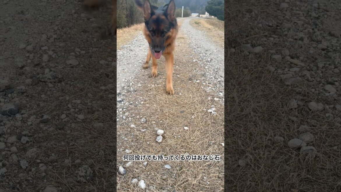 遊ぶことへの執着がすごいジャーマンシェパード🐾　#gsd #ジャーマンシェパード #大型犬のいる生活 #シェパード兄弟