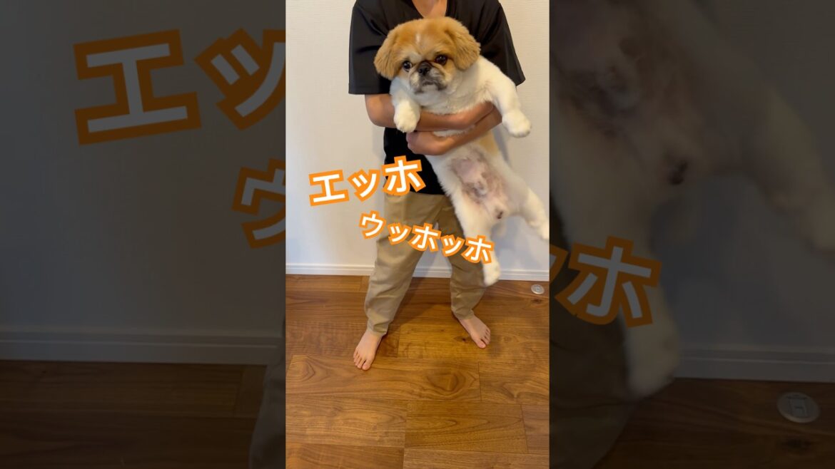 エッホエッホのやつ　#はやりのやつ #わんこのいる生活 #ペキニーズ #ポテ #エッホ