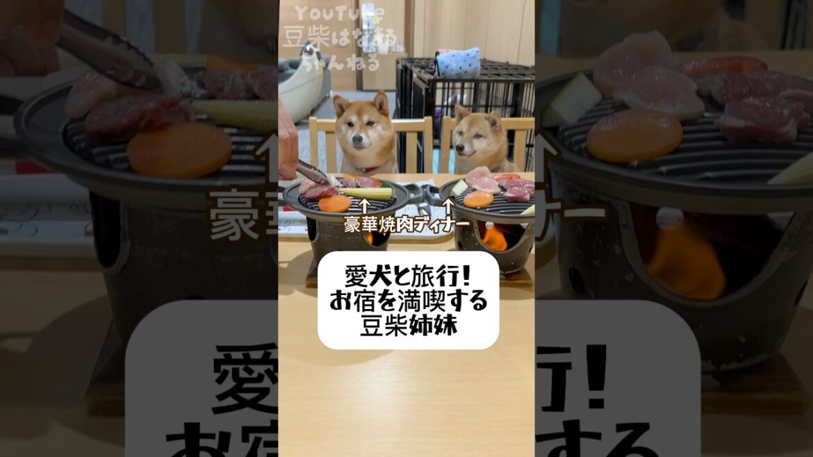 愛犬と旅行！お宿を満喫する豆柴姉妹 #Shorts #shortvideo
