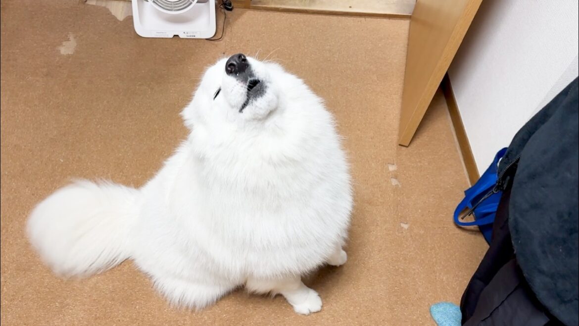 ママが朝帰りした時にお迎え遠吠えをする犬が可愛すぎました…