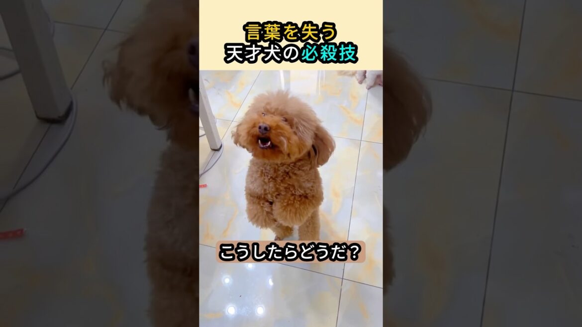 言葉を失う天才犬の必殺技 #プードル  #かわいい動物