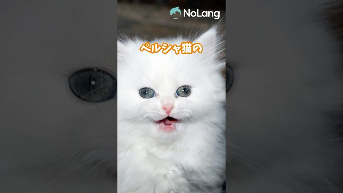 AI動物図鑑-「ペルシャ」○○が大変！？ #雑学 #動物 #shorts