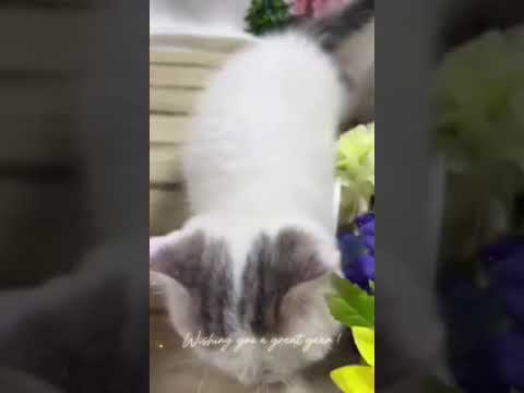 スコティッシュフォールド ずっと抱っこが出来る、とっても可愛い男の子です💝 スコティッシュフォールド ずっと抱っこが出来る、とっても可愛い男の子です💝