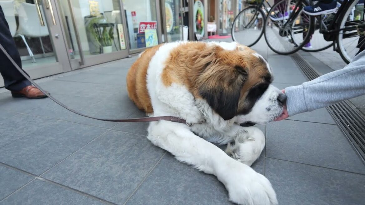 セント・バーナードはかわいいね
