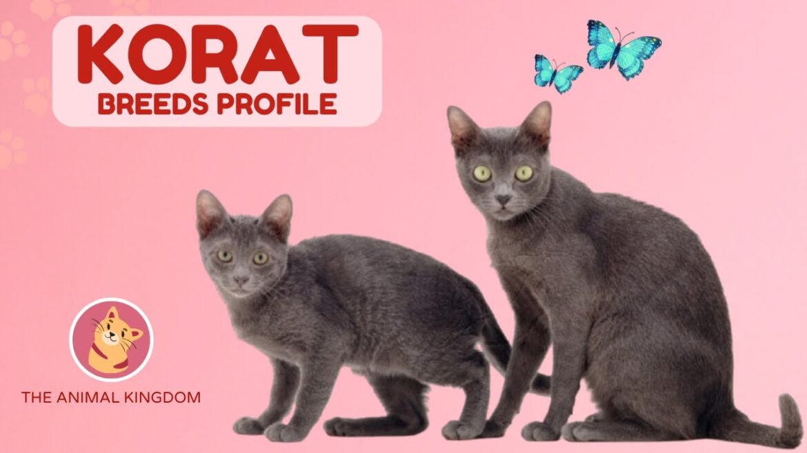 Korat Cat Breed Guide History Traits Care Price & More!