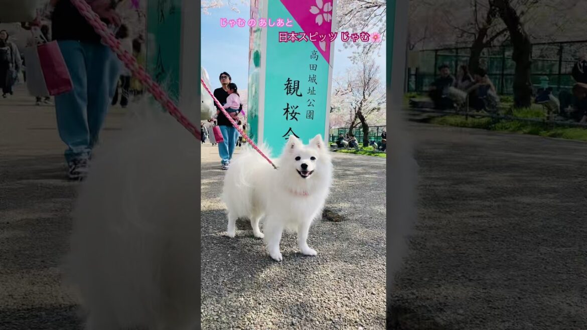 お花見に行ったよ　#日本スピッツ #お花見スポット #さくら