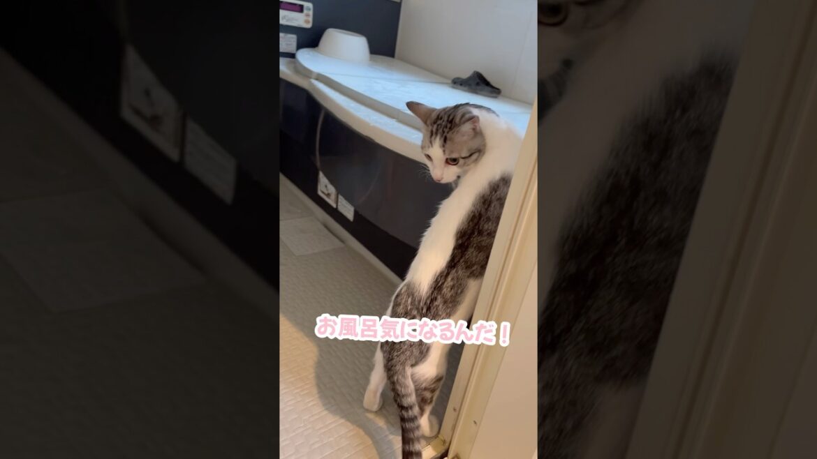 お風呂が気になりすぎる子猫 #シベリアンハスキー #ハスキー #子猫