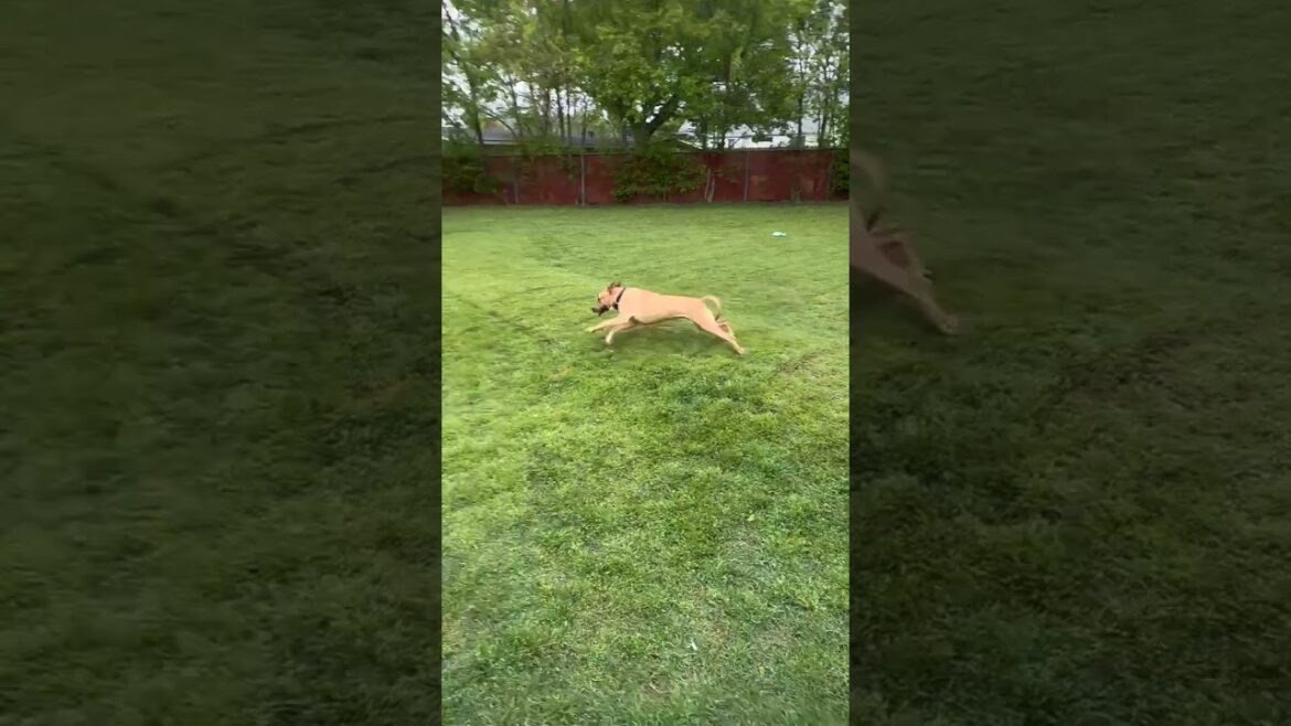Adopt Ruthie—The Street Dog Project