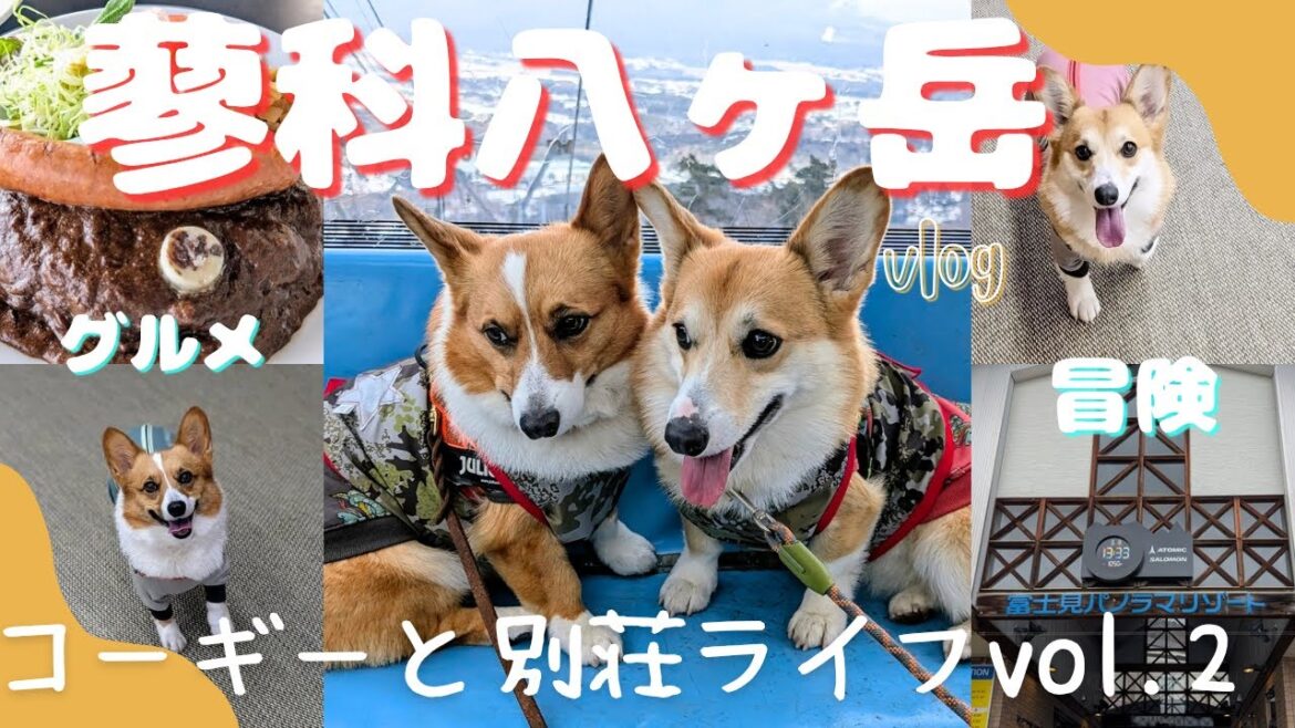 雪山舐めたらアカン!コーギーと行く残雪の蓼科八ヶ岳が楽し過ぎた / ツルヤで爆買い 雪山舐めたらアカン!コーギーと行く残雪の蓼科八ヶ岳が楽し過ぎた / ツルヤで爆買い