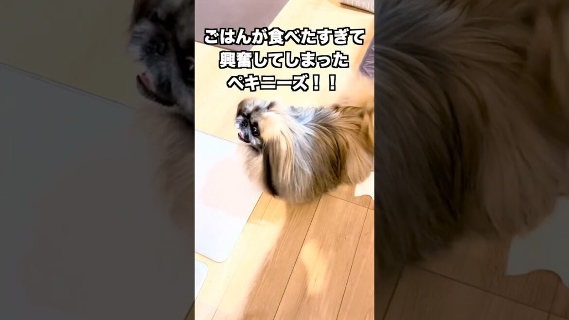 【ペキニーズ】ごはんが食べた過ぎて興奮するペキニーズ！#ペキニーズ #犬のいる生活 #癒し #pekingese #pets