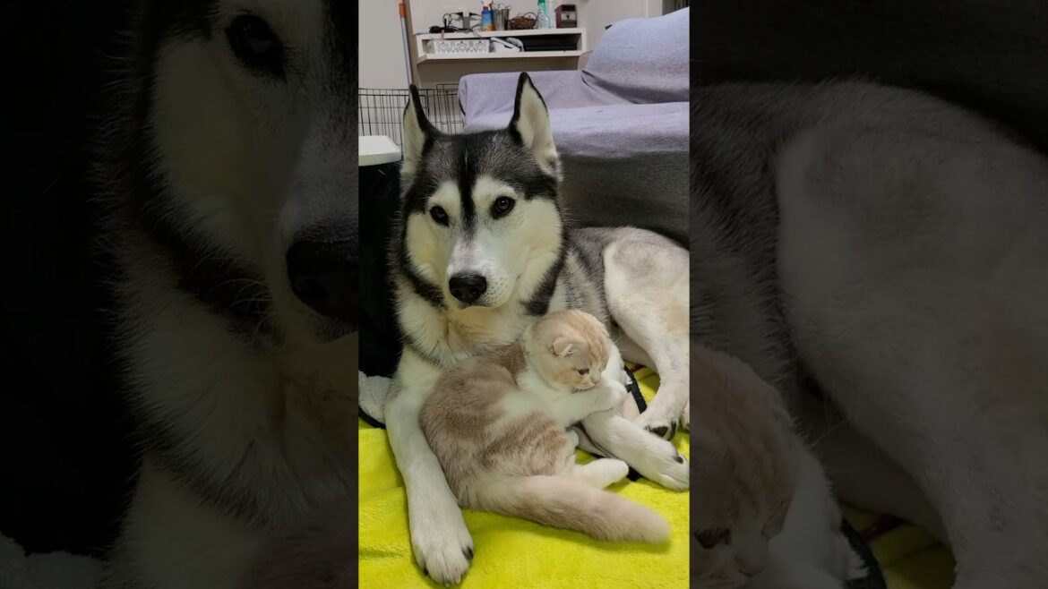 ハスキー犬が育てた子猫はこうなります...笑