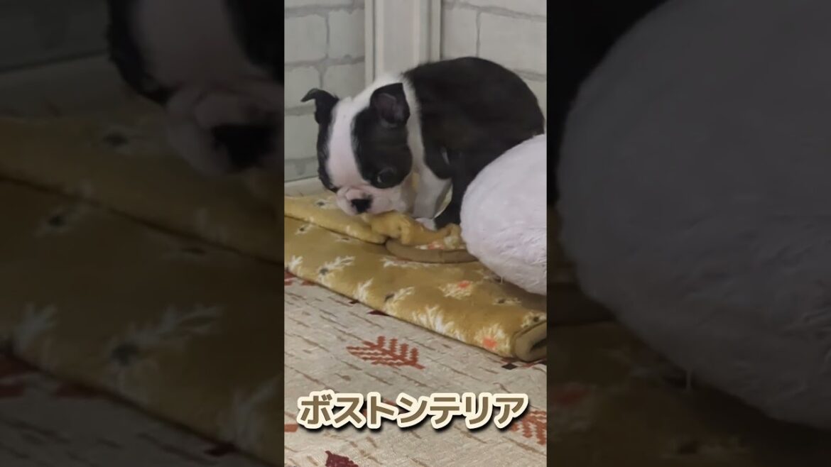仲良しコンビのパグとボストンテリア！異種犬だけど、目の魅力がそっくり！【しずくん動画ショート】癒やし子犬㊻#shorts#パグ#ボストンテリア
