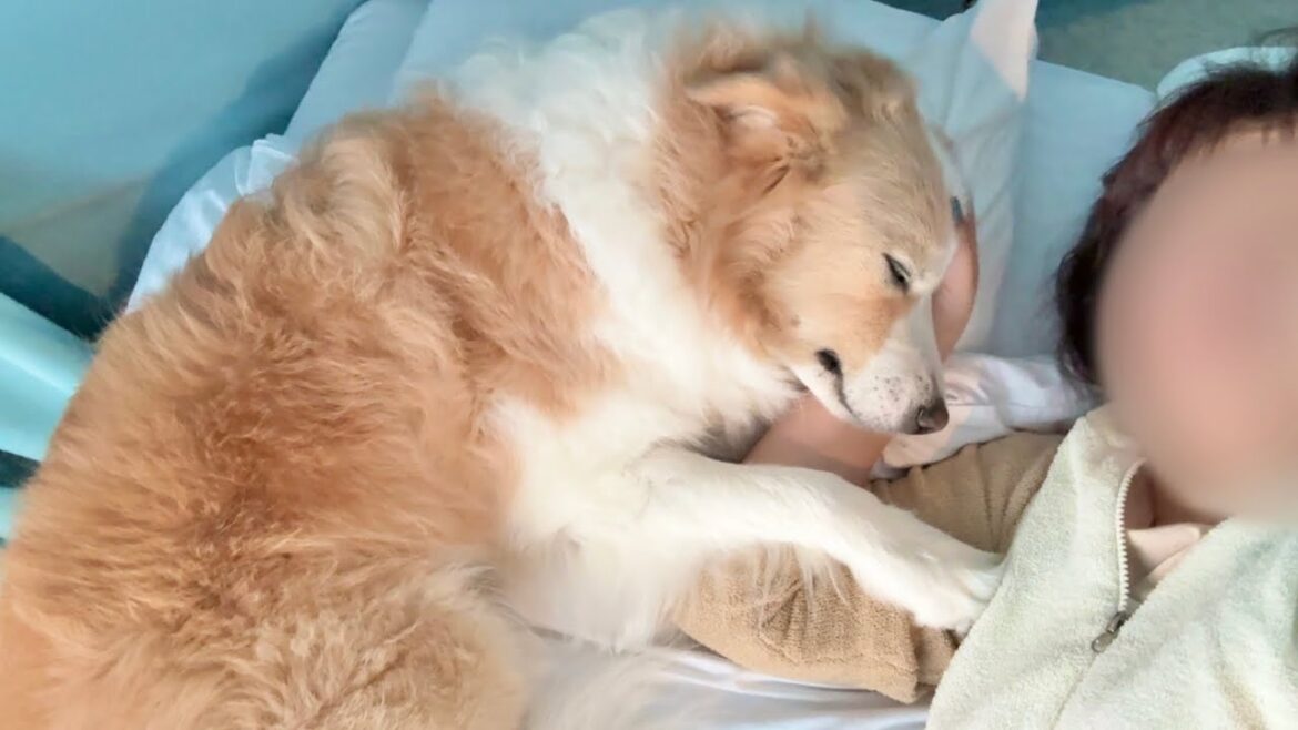 犬が怖い夢を見たのか泣きながら飼い主に助けを求めにきました...【ボーダーコリー•ゴールデンレトリバー】