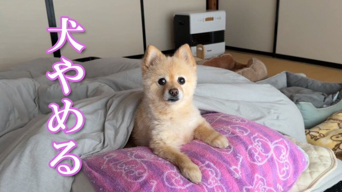 実家に帰省したポメラニアンがこうなりました…