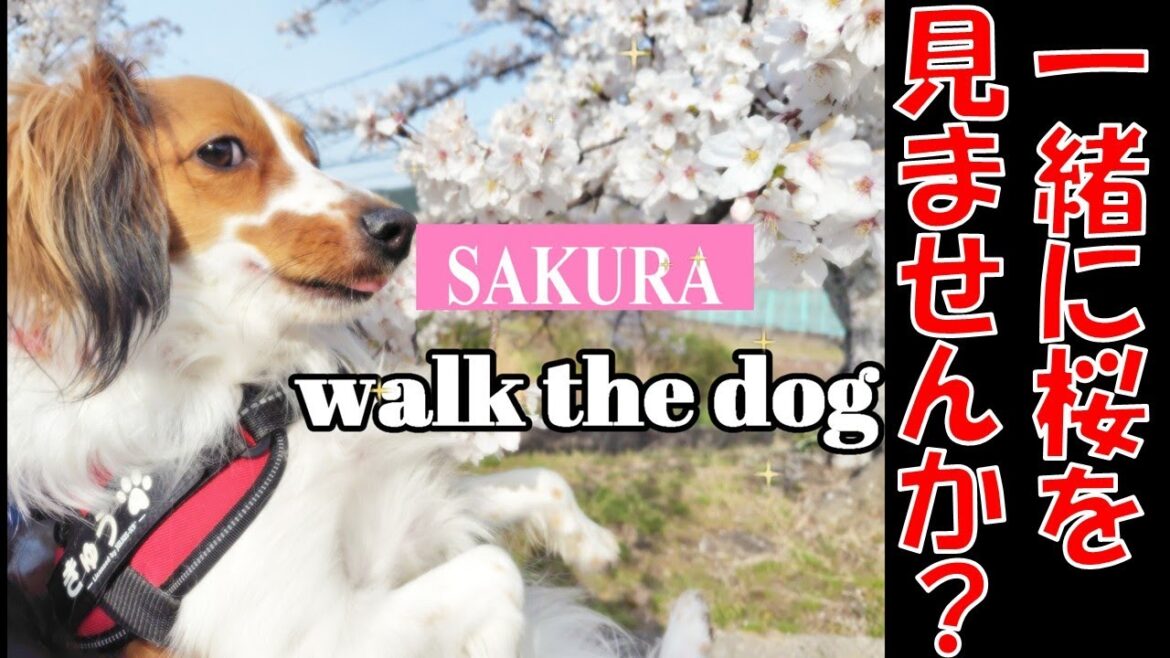 イッヌと満開の桜を見てきた【コーイケルホンディエ】