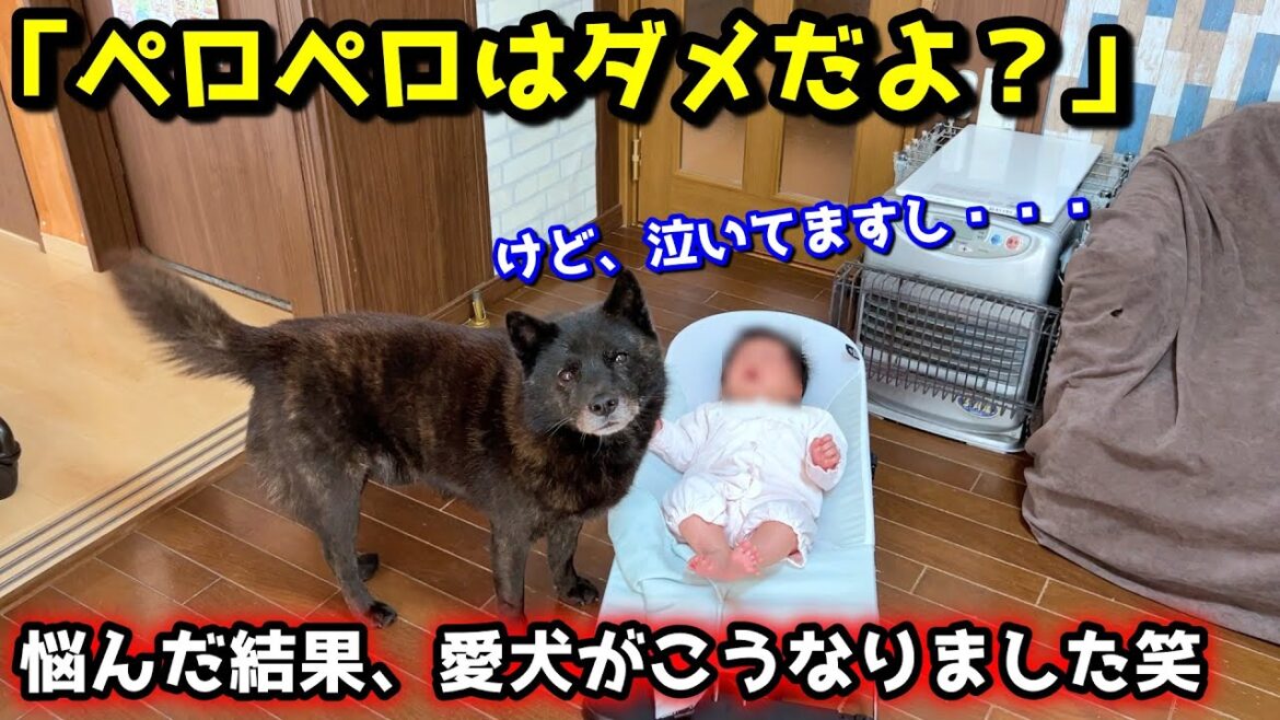 【子守り犬】赤ちゃんが泣くといても立ってもいられない甲斐犬にほっこり