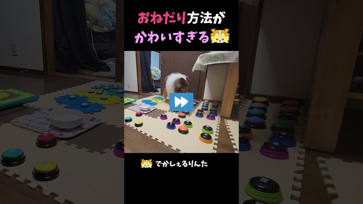 おねだり方法がかわいすぎるシェルティ【会話ボタンでしゃべる犬】 #shorts #犬