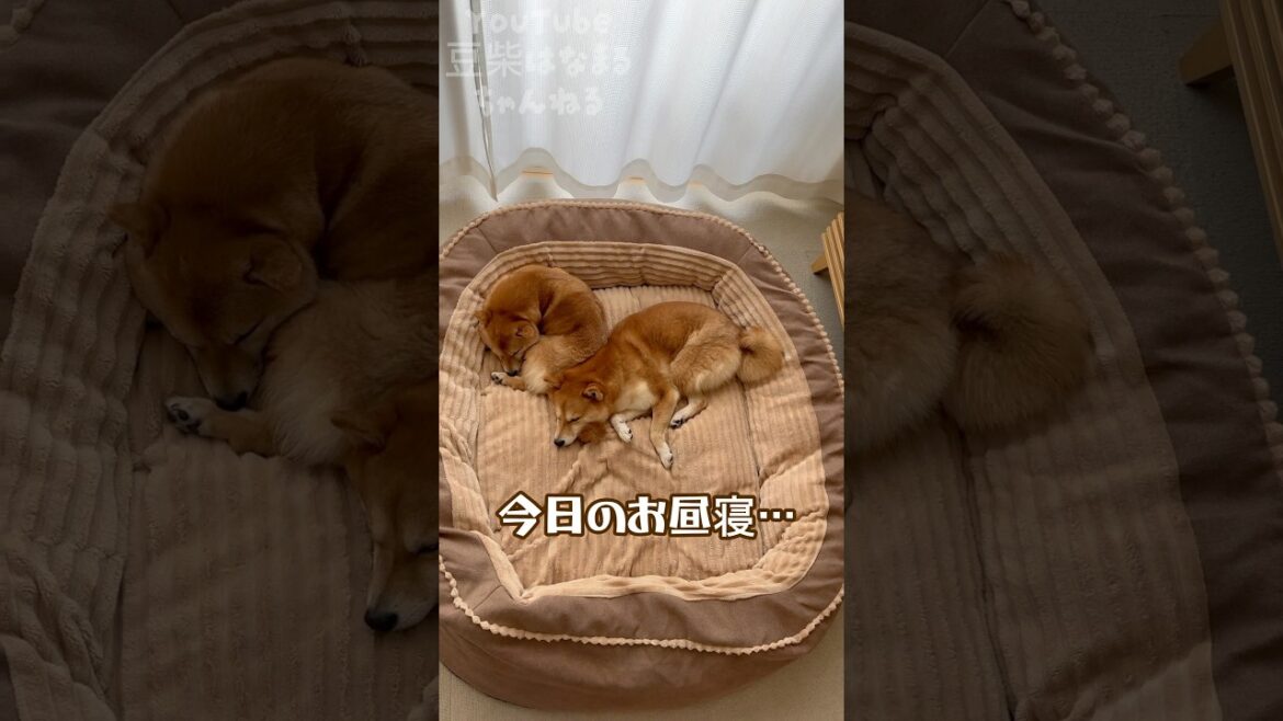 豆柴姉妹のお昼寝タイム… #Shorts #shortvideo