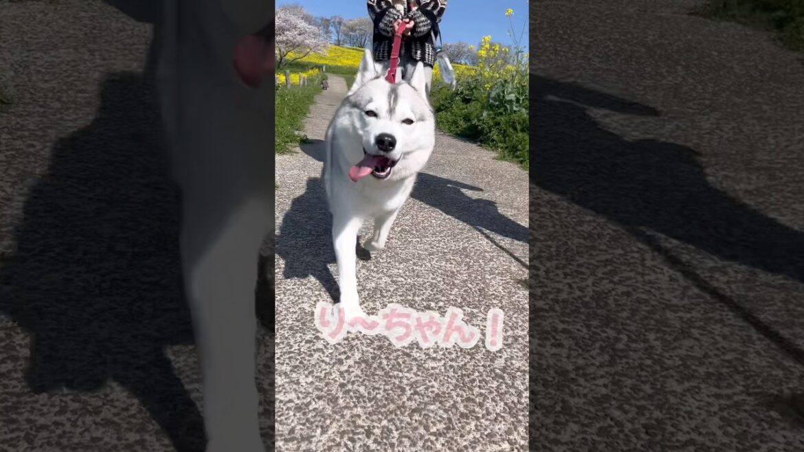 菜の花畑に興奮するハスキー姉妹#シベリアンハスキー #ハスキー #ハスキー犬
