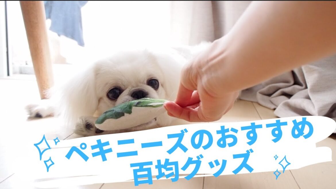 (EN) ペキニーズおすすめの百均グッズ！ Pekingese's favorite 100yen items #pekingese #ペキニーズ #白ペキ #子犬 #セリア