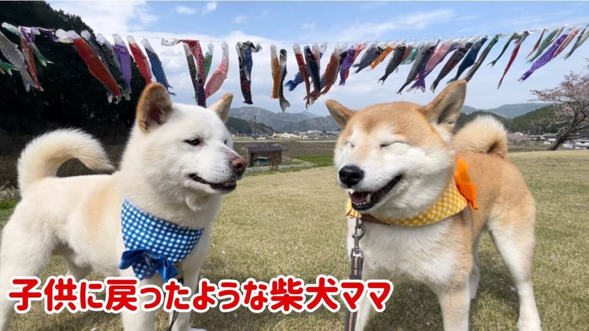 若返った柴犬ママが今日も野生化して無邪気すぎてかわいい