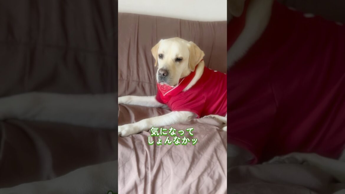 ハンちゃんば見守るとですッ✨🐰🐶 #トニー #冷蔵庫の番人 #いぬとうさぎ