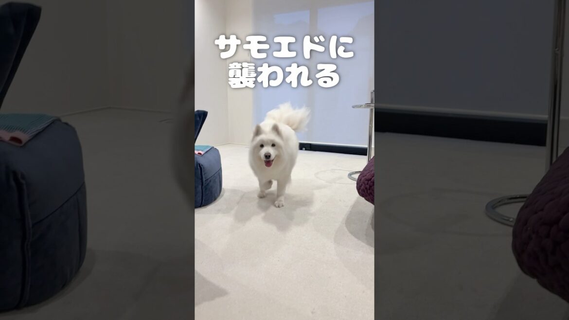 サモエドに襲われる瞬間　#samoyed #サモエド