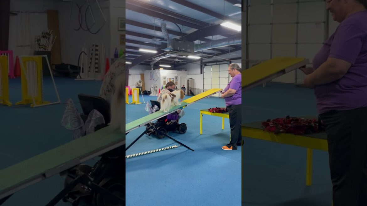 Japanese Chin attempts teeter in #agility #agilitytraining #wheelchair #smalldog #japanesechin