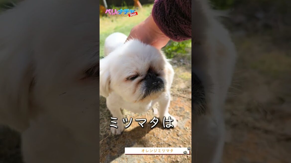 s426『オレンジミツマタ』【ベリとナチャ ほっこりペキニーズ】【#ペキニーズ #癒し #犬】