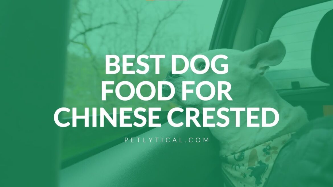 Best Dog Food for Chinese Crested in 2025