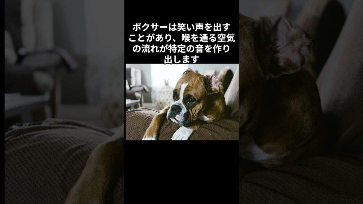【ボクサーの雑学】＃犬＃動物＃雑学＃字幕＃AI
