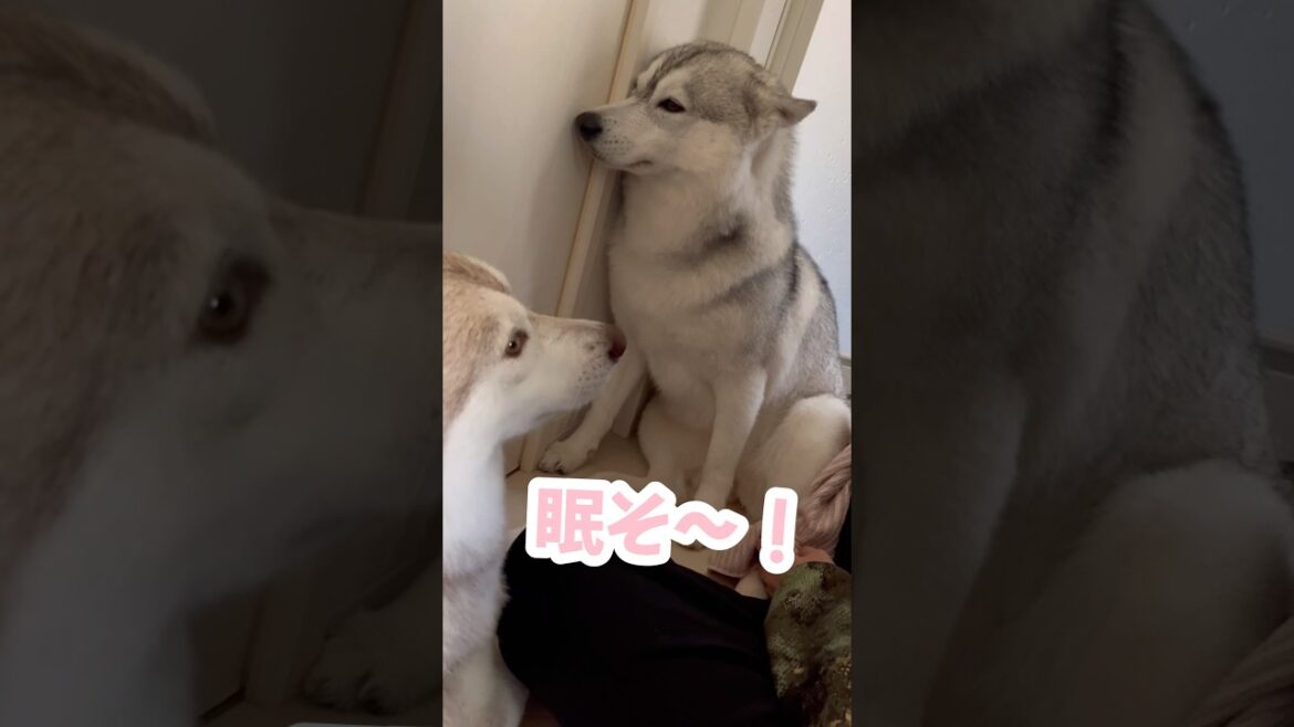 ドライヤーにキレすぎて眠たくなってきたハスキー#シベリアンハスキー #ハスキー #ハスキー犬 ドライヤーにキレすぎて眠たくなってきたハスキー#シベリアンハスキー #ハスキー #ハスキー犬