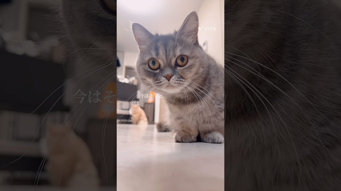 「ヒカリエ」 #マンチカン #ミヌエット #猫